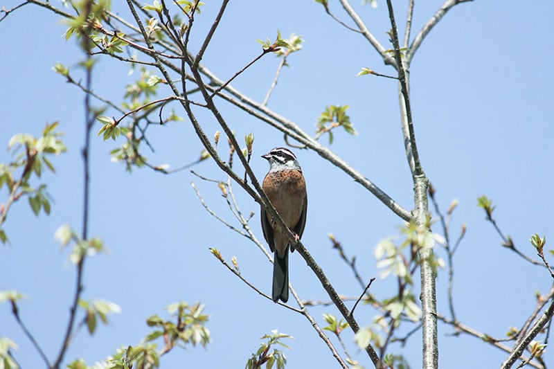 野鳥サークルとりとり隊 その1